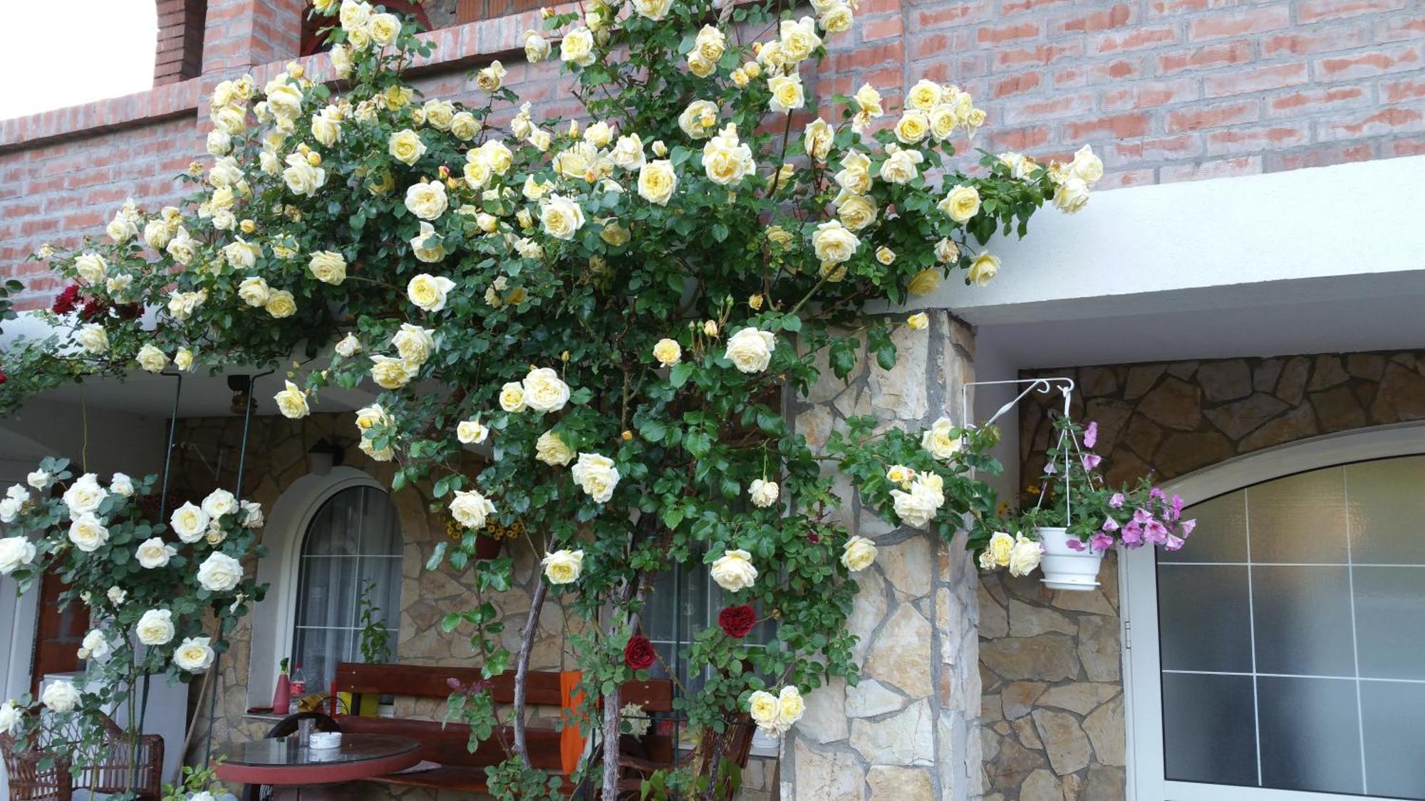 Knez Apartmani Senje Quarto foto